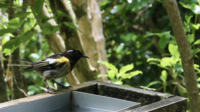 Explore Group | Tiritiri Matangi Island | Native birds