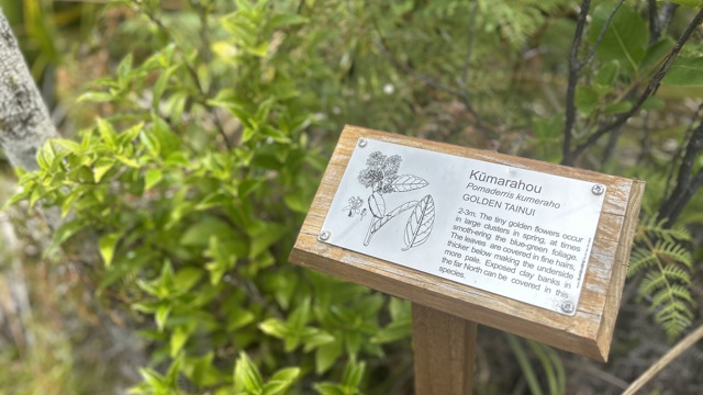 Explore Group | Tiritiri Matangi Island | information on native species