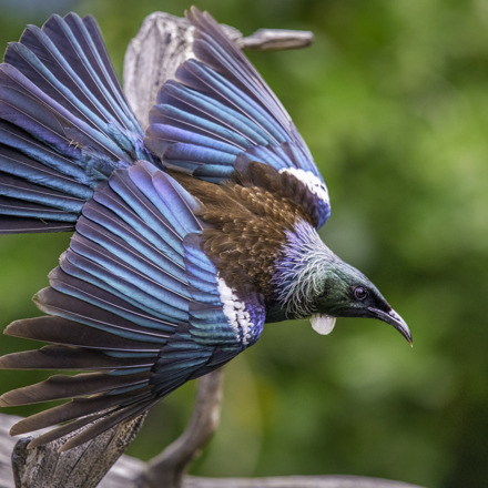 Explore Group | Hauraki Gulf, Auckland | Tiritiri Matangi Island Sanctuary Wildlife