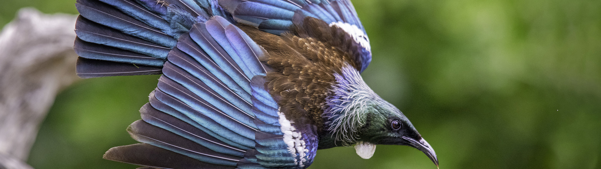 Explore Group | Hauraki Gulf, Auckland | Tiritiri Matangi Island Sanctuary Wildlife